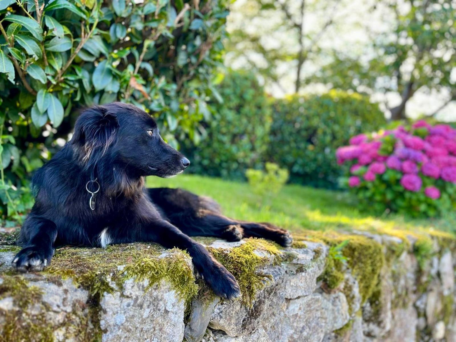 Baskoparadis I Eco-Gites I Calme I Vue I Anes I Jardin I Montagne I Nature Louhossoa Eksteriør billede